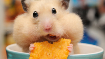 Desktop HD Hamster Background Photo Wallpaper