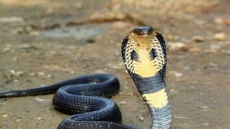 King Cobra Wallpaper Background