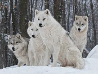 White Wolves Pack 4k HD Desktop Wallpaper For Ultra Tv