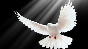 White Dove Wallpaper Image