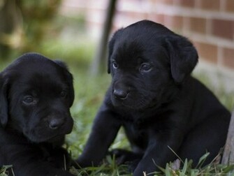 Two Black Lab Puppies Wallpaper