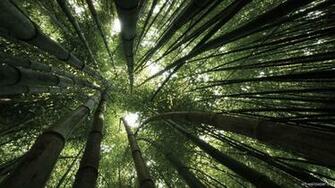 Bamboo Forest Wallpaper