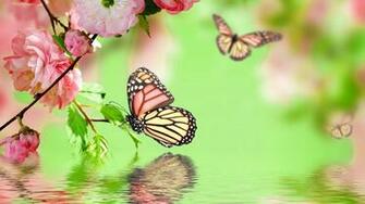 Butterfly Desktop Wallpaper
