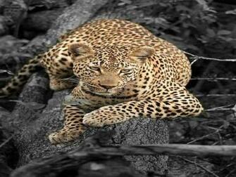Black And White Leopard Wallpaper