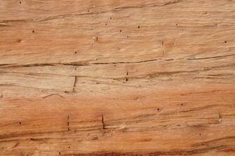 Textures Background Photo Of A Cut Tree Wood Log