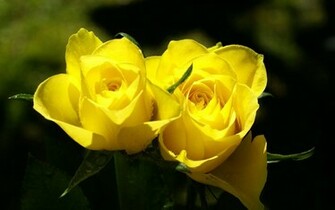 Yellow Rose Wallpaper High Definition For Desktop