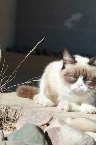 Cats Grumpy Cat Wallpaper