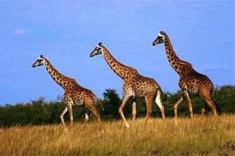 Wallpaper Three The Giraffe Beautiful Desktop
