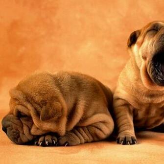 Cute Puppies iPad Wallpaper Pictures