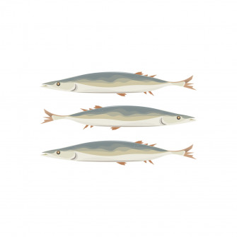 Pacific Saury Illustration Wallpaper