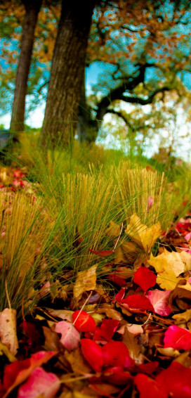 Wallpaper Of Natural Flowers