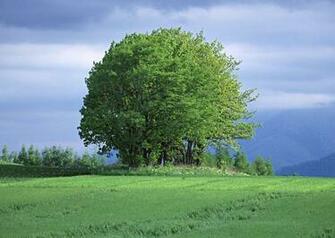 Get A Tree And The Care Of It