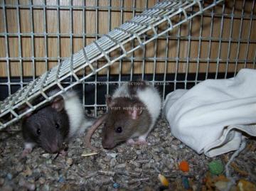 Baby Ratties Rodents Critters Pets Animals