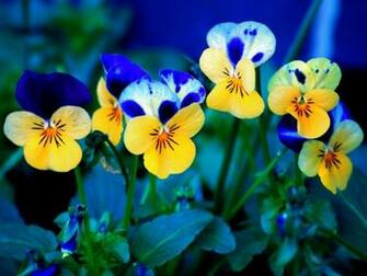 Fondos De Pantalla Flores Gratis
