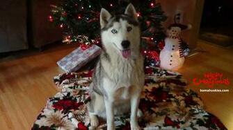 Christmas Siberian Husky Pictures Puppies