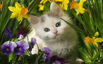 Cute Kitten Animal Wallpaper Cat