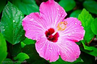 Tropical Flower Names And Pictures Beautiful Flowers