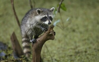 Raccoon Wallpaper