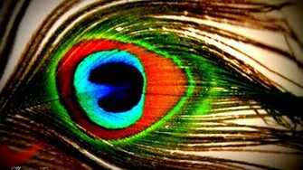 Peacock Feather Wallpaper