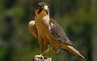 Hawk Jpg