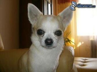 Chihuahua Perro Orejas Ojos Wallpaper HD Walls Find