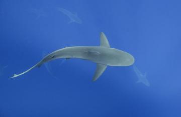 Shark Diving Hawaii Bucket List Adventure Lauraloha Travel