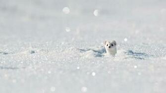 Stoat Winter Bing Wallpaper