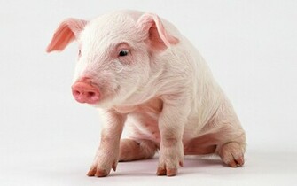 Pink Pig Wallpaper And Image Pictures Photos