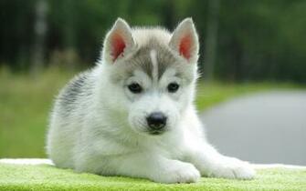 Beautiful Cute White Puppy Wallpaper HD