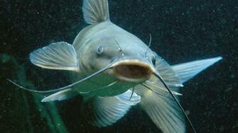 Catfish Face Wallpaper