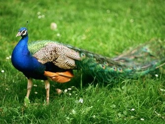Peacock Wallpaper Pictures One HD