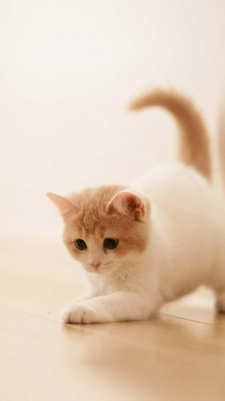 Cute Animal iPhone Wallpaper