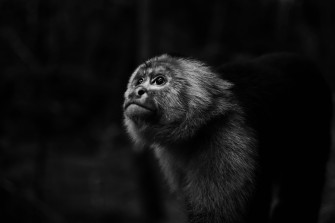 4k Looking Away Monkey Eyes Simple Background Animal