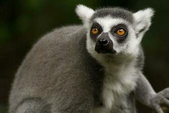 Lemur Computer Wallpaper Desktop Background