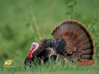 Turkey Background Wild Wallpaper Eastern