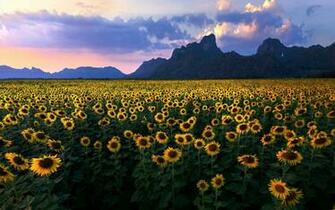 Descargar Gratis Girasol Editor