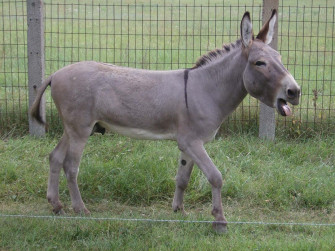 Donkey Wallpaper Animal Hq Picture