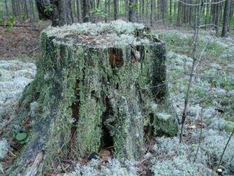 Molded Tree Trunk Wallpaper