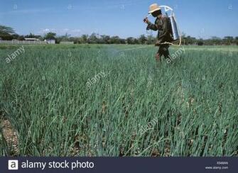Best Young Gardeners Spraying Plants And Making Notes Wallpaper