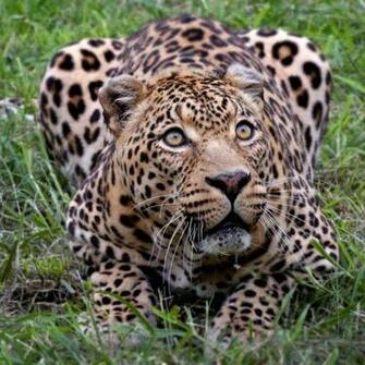Plus Awesome iPad HD Wallpaper Haroldsax