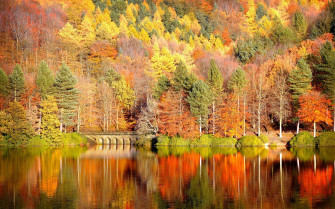 Fall Foliage Wallpaper HD