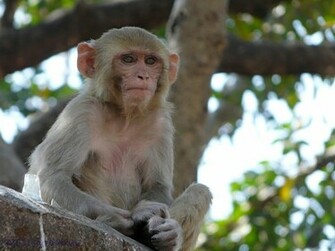 Monkey Indian Funny Spiderman HD Image