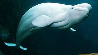 Beluga Whale Computer Wallpaper Amazing Wallpaperz