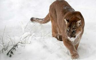 Animal Cougar Wallpaper