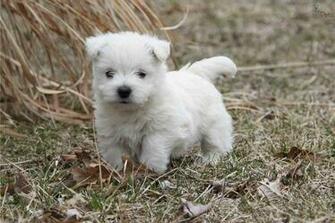 Source Url Kootation Photo Puppies Lovers Html