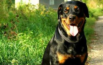 Wallpaper Rottweiler Breed Dog Street Desktop
