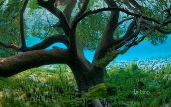 Bing S Best Image Of Wallpaper And Screensaver Pack