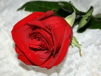 Red Rose Desktop HD Walls Find Wallpaper