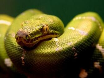Top Desktop Snake Wallpaper HD Snakes Green Jpg