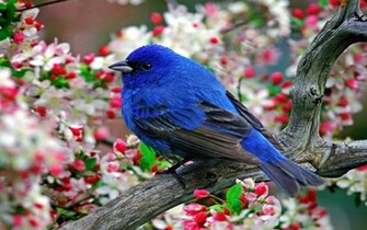 Blue Bird Wallpaper Px